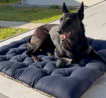 Hundebett für Allergiker: worauf achten