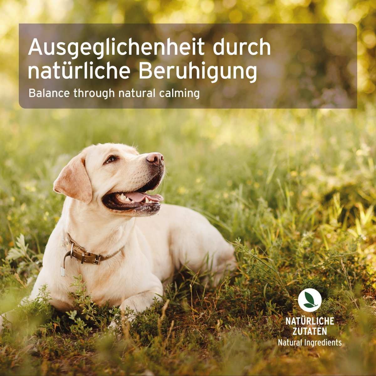 Aniforte Bachblüten Gewitter & Silvester
