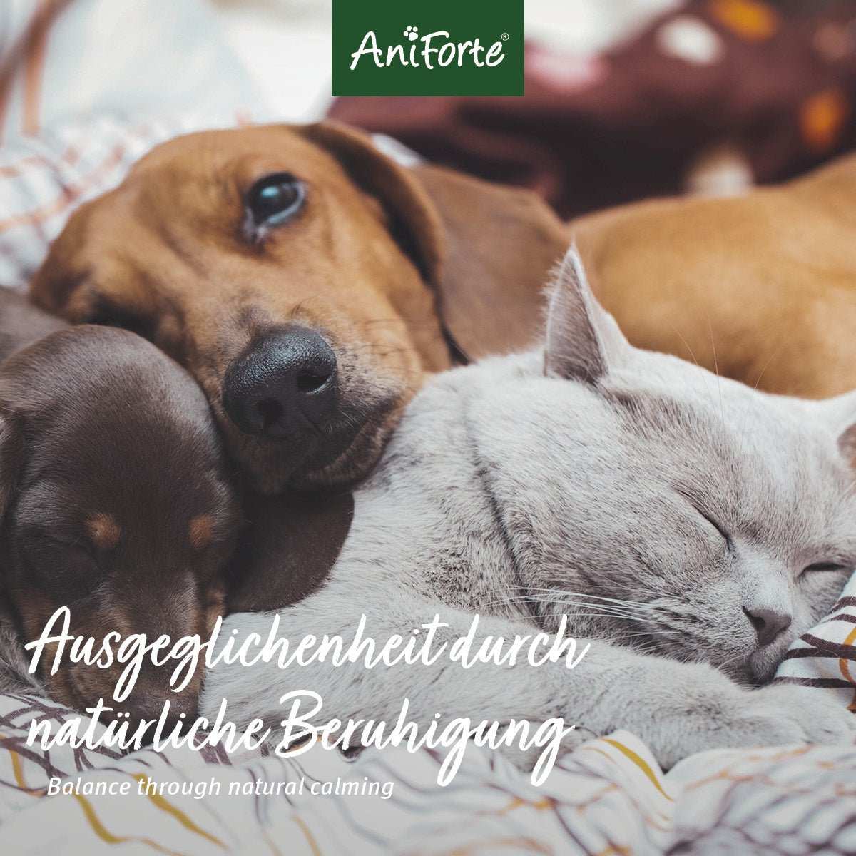 Aniforte Bachblüten Wohlfühl
