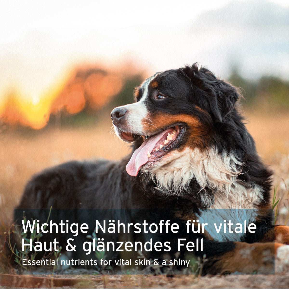 Aniforte Bierhefe Tabs