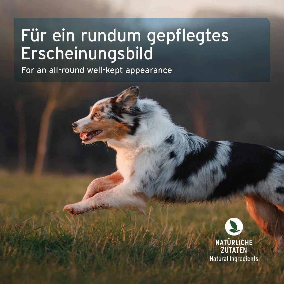 Aniforte Fell & Haut Snack