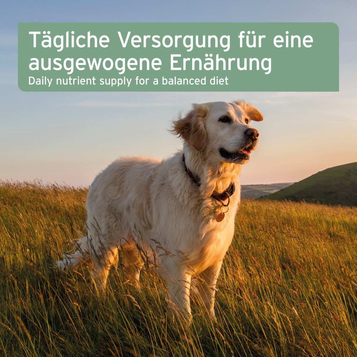 Aniforte Nachtkerzenöl