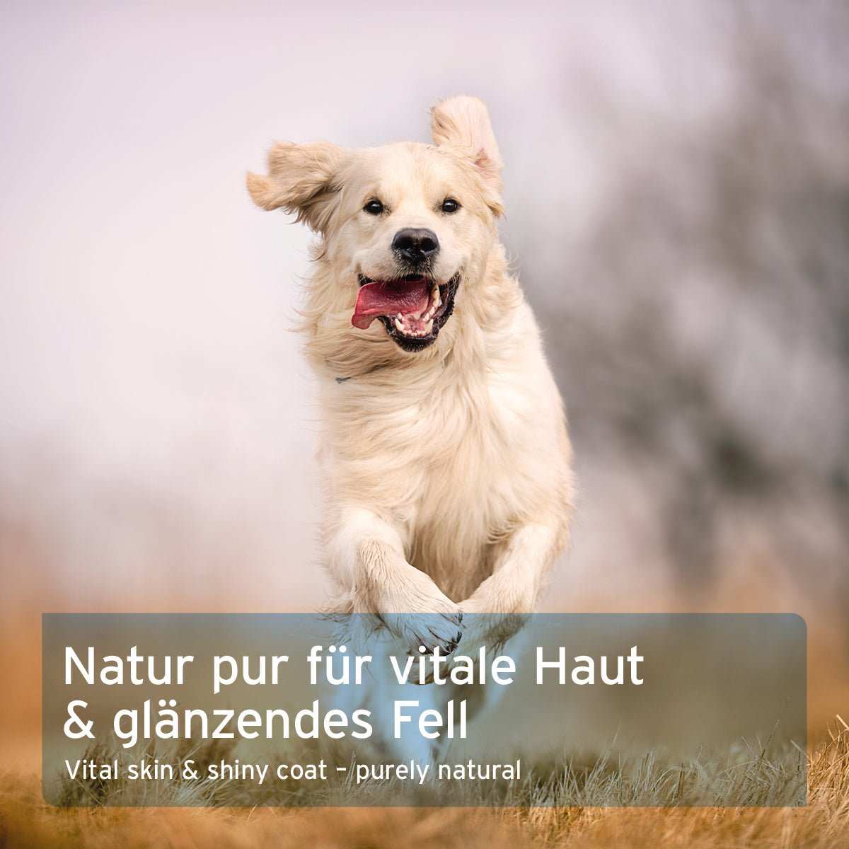 Aniforte Fellharmonie Vitalpulver